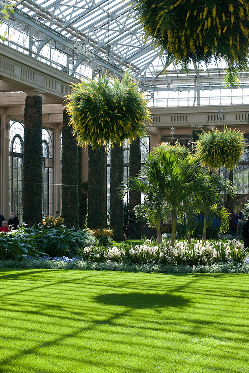 Indoor Trees and More Lawn