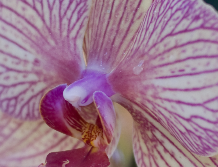 Water Droplet on Orchid