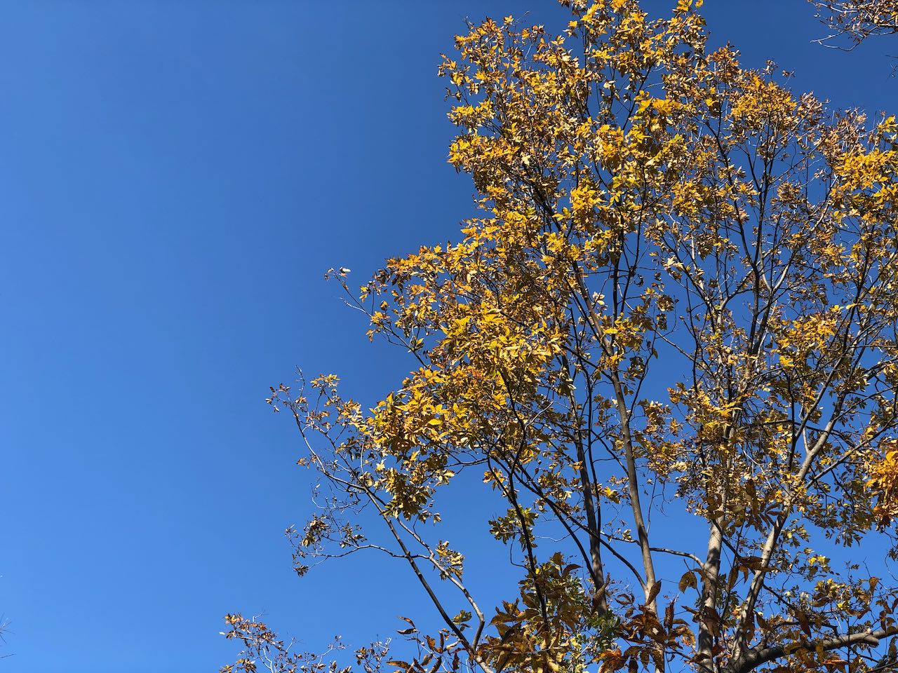 Looking up at a tree with a beautiful blue sky